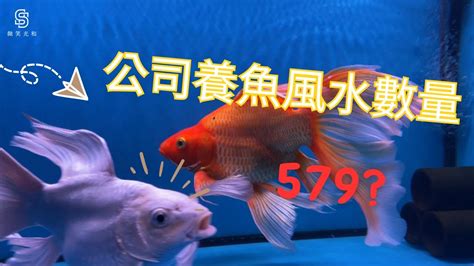 家庭養魚數量|【魚要養幾隻比較好】家裡養幾條魚財運好？養單數吉利還是雙。